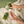 A woman's hands squeezing a small bottle of Yes OB plant oil based personal lubricant onto the pads of her fingers. Background of a white fluffy blanket on a green surrounding.